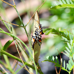 Jalmenus pseudictinus