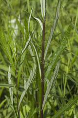 Artemisia integrifolia