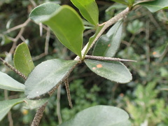 Putterlickia verrucosa