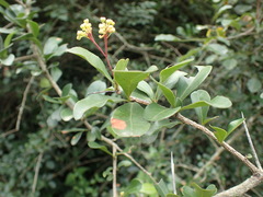 Putterlickia verrucosa