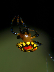 Paraplectana thorntoni