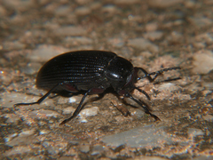 Hoplonyx