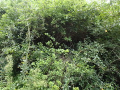 Putterlickia verrucosa