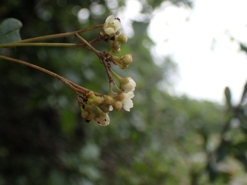 Image of Putterlickia verrucosa by (c) Mahomed Desai, some rights reserved (CC BY)