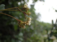 Putterlickia verrucosa