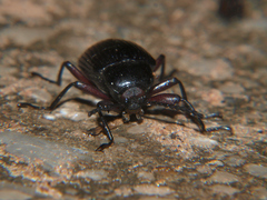 Hoplonyx