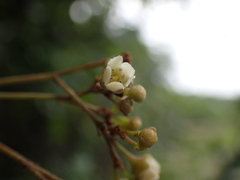 Putterlickia verrucosa