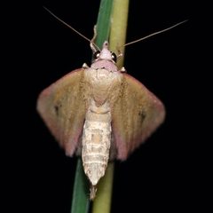 Phytometra laevis