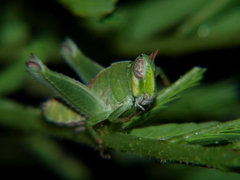 Lophothericles euchore