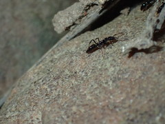 Leptogenys intermedia