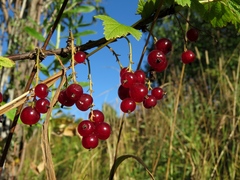 Ribes atropurpureum