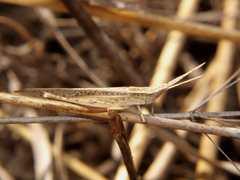 Machaeridia conspersa