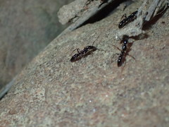 Leptogenys intermedia