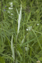 Artemisia integrifolia