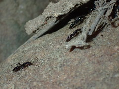 Leptogenys intermedia