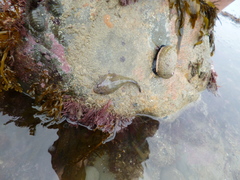 Diplocrepis puniceus