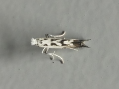 Ornixola caudulatella