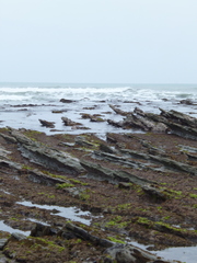 Diplocrepis puniceus