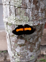 Catonephele acontius