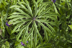 Syneilesis aconitifolia