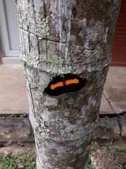 Catonephele acontius