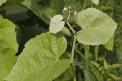 Tilia mandshurica