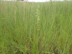 Habenaria filicornis