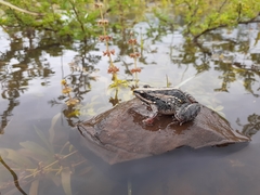 Ptychadena mossambica