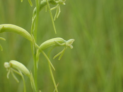 Habenaria filicornis