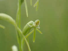 Habenaria filicornis
