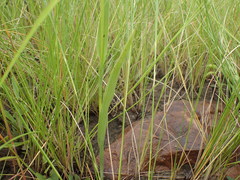 Habenaria filicornis
