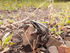 Ptychadena mossambica