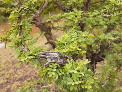 Ptychadena mossambica