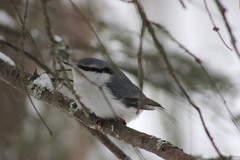 Sitta europaea asiatica