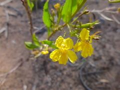 Goodenia varia