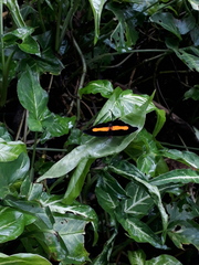 Catonephele acontius