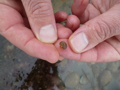Maurea punctulata