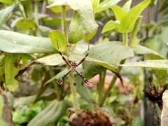 Argiope argentata