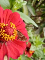 Lepidoptera