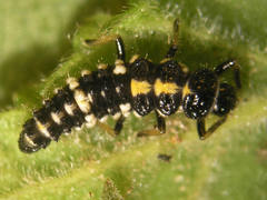 Oenopia impustulata