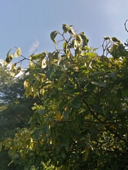 Dalbergia obovata