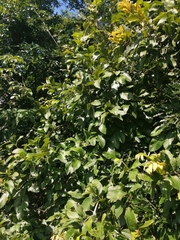 Dalbergia obovata