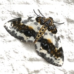 Abraxas miranda aesia