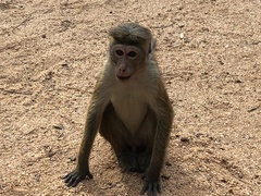 Macaca sinica