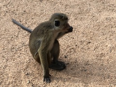 Macaca sinica