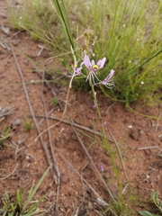 Cleome maculata