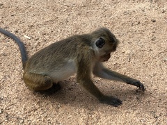 Macaca sinica