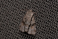 Turnerinycta phaeocosma