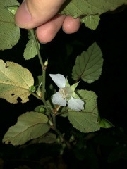 Rubus grayanus