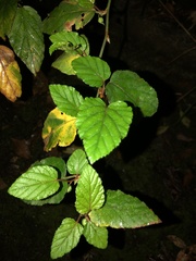 Rubus grayanus